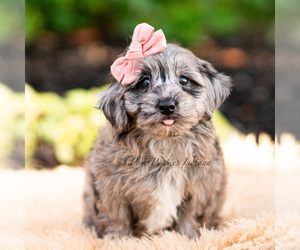 Medium Yorkipoo