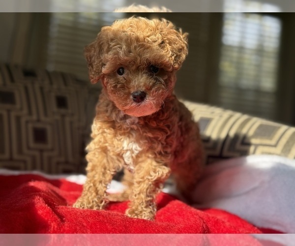 Medium Photo #4 Poodle (Toy) Puppy For Sale in WOODSTOCK, IL, USA