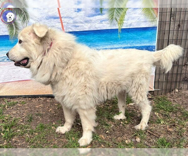 Medium Photo #5 Great Pyrenees Puppy For Sale in Spring, TX, USA