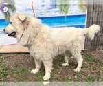 Small #4 Great Pyrenees