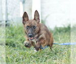 Small #2 Mutt