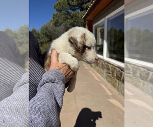 Australian Shepherd-Unknown Mix Dogs for adoption in Chama, NM, USA