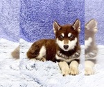 Small #6 Siberian Husky