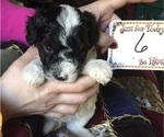 Puppy 6 Sheepadoodle