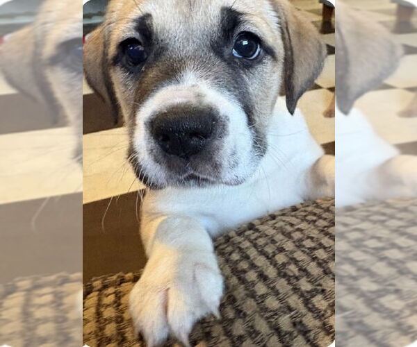 Medium Photo #1 Australian Shepherd-Unknown Mix Puppy For Sale in Hillsboro, MO, USA