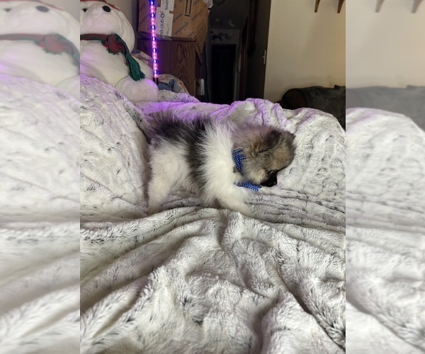 Medium Photo #5 Pomeranian Puppy For Sale in HARRISVILLE, MI, USA