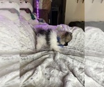 Small Photo #5 Pomeranian Puppy For Sale in HARRISVILLE, MI, USA