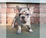 Puppy 1 French Bulldog