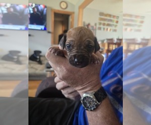 Rhodesian Ridgeback Puppy for sale in ALBA, TX, USA
