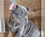 Small #1 French Bulldog