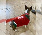 Small #7 Boston Terrier-Pembroke Welsh Corgi Mix