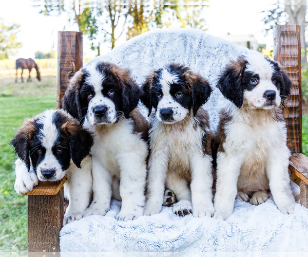 Medium Photo #1 Saint Bernard Puppy For Sale in WAKARUSA, IN, USA