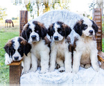 Small Saint Bernard