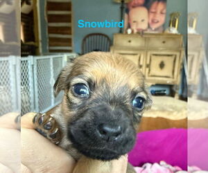 Dachshund-Unknown Mix Dogs for adoption in New York, NY, USA