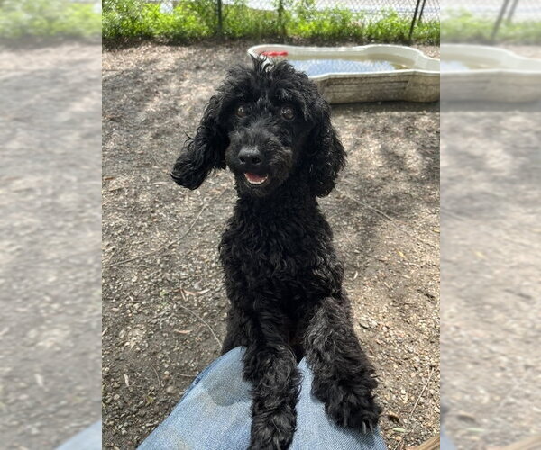 Medium Photo #3 Mutt Puppy For Sale in Elmsford, NY, USA