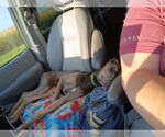 Small #10 Doberman Pinscher