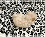Small Photo #20 Pomeranian Puppy For Sale in HAYWARD, CA, USA