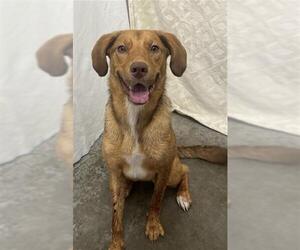 Labrador Retriever Dogs for adoption in Rosenberg, TX, USA