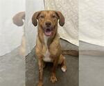 Small Labrador Retriever