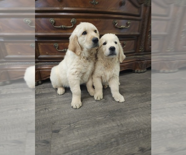 Medium Photo #8 Golden Retriever Puppy For Sale in ELVERTA, CA, USA