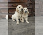 Small #7 Golden Retriever