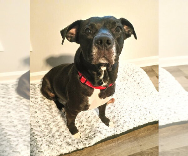 Medium Photo #7 Labrador Retriever-Unknown Mix Puppy For Sale in Ellijay, GA, USA