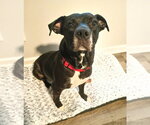 Small #6 Labrador Retriever Mix