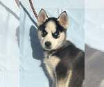 Small Siberian Husky