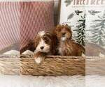 Small Photo #8 Goldendoodle (Miniature) Puppy For Sale in GILBERT, AZ, USA