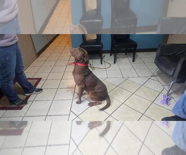 Medium Photo #2 Chocolate Labrador retriever-Unknown Mix Puppy For Sale in DuQuoin, IL, USA