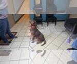 Small #1 Chocolate Labrador retriever Mix