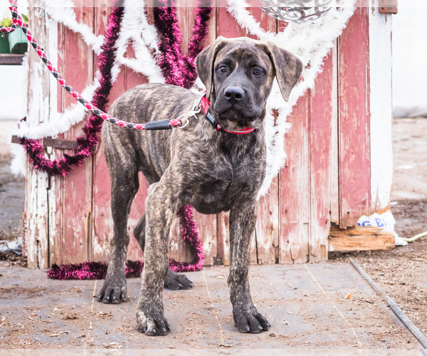 Medium Photo #2 Mastiff Puppy For Sale in WAKARUSA, IN, USA