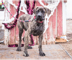 Small Photo #2 Mastiff Puppy For Sale in WAKARUSA, IN, USA