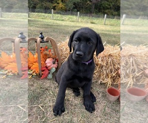 Labrador Retriever Puppy for sale in NEOLA, WV, USA