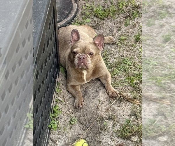 Medium Photo #1 French Bulldog Puppy For Sale in NAPLES, FL, USA