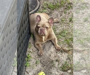 Father of the French Bulldog puppies born on 01/15/2024