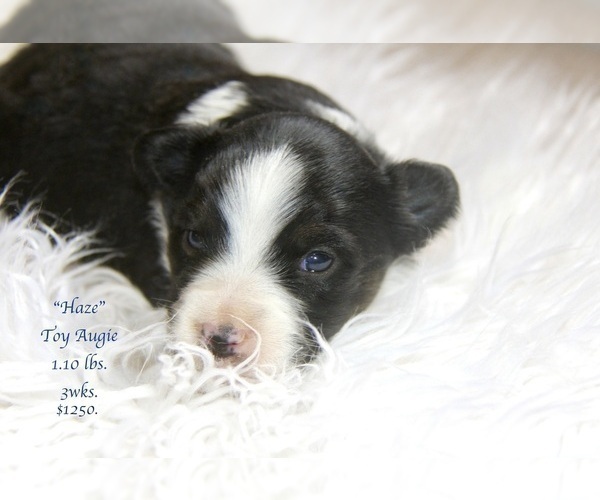 Medium Photo #30 Aussie-Corgi Puppy For Sale in LIND, WA, USA