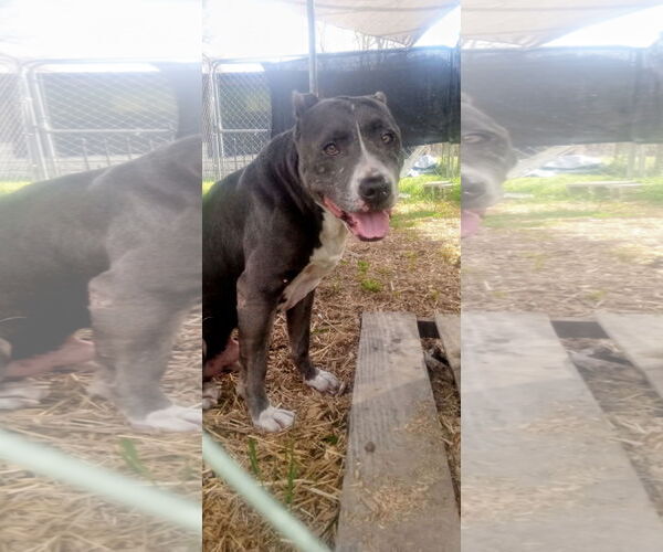 Medium Photo #1 American Pit Bull Terrier Puppy For Sale in Shreveport, LA, USA