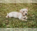 Small #19 Labrador Retriever