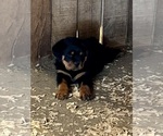 Small #3 Rottweiler