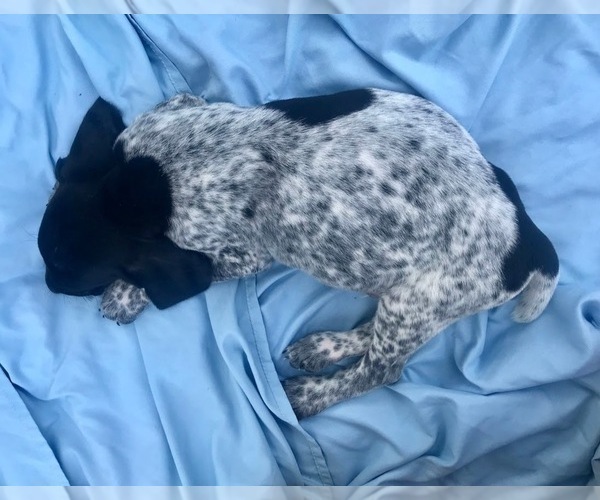 Medium Photo #1 German Shorthaired Pointer-German Wirehaired Pointer Mix Puppy For Sale in NAPPANEE, IN, USA