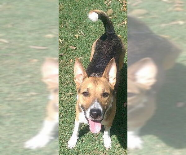 Medium Photo #1  Puppy For Sale in , 