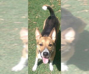 German Shepherd Dog Dogs for adoption in Orlando, FL, USA