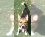 Small Photo #1  Puppy For Sale in , 