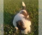 Small Photo #5 Saint Bernard Puppy For Sale in SPENCERVILLE, IN, USA