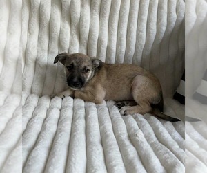 Deedee - Female Chihuahua-Unknown Mix Dog for Adoption - Photo #6