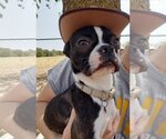 Small Photo #7 Boston Terrier Puppy For Sale in Little Elm, TX, USA