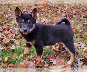 Shiba Inu Puppy for sale in CLARK, MO, USA