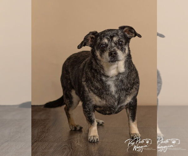 Medium Photo #5 Chiweenie Puppy For Sale in Claremore, OK, USA