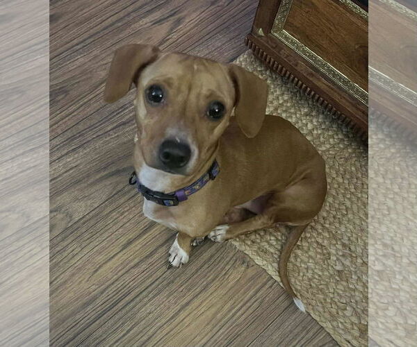 Medium Photo #1 Chiweenie Puppy For Sale in Garner, NC, USA